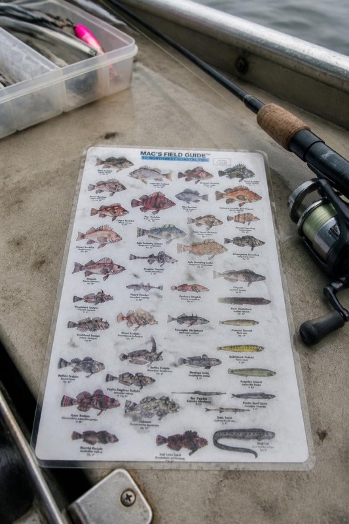 Paradise Cay Publications NW Coastal Fish Field Guide on a fishing boat next to a tackle box, a waterproof laminated fish ID card for fishing trips, tide pooling and beach walks along the Pacific Northwest coast